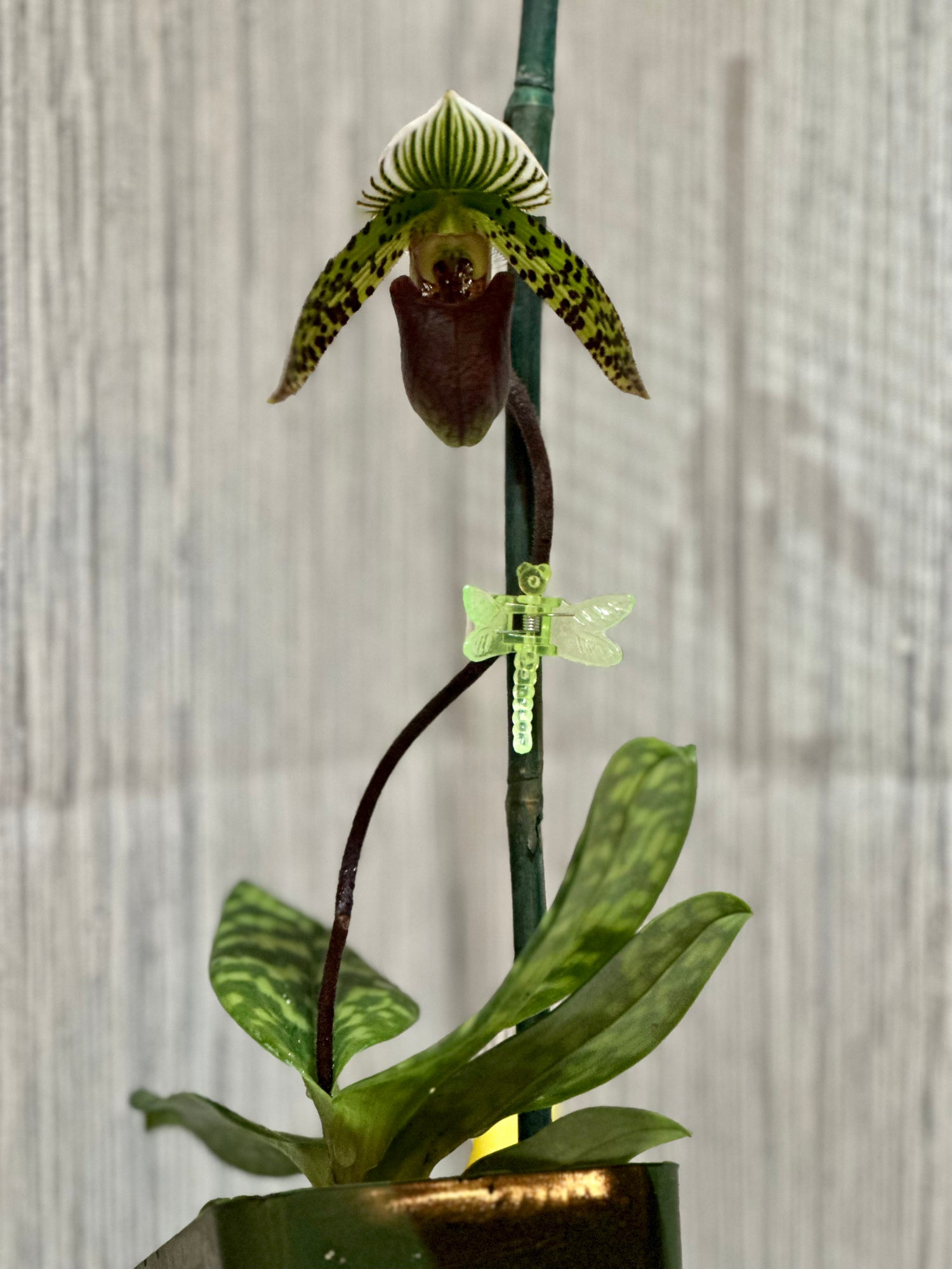 Paph. Chiara (sukhakulii x lawrenceanum)