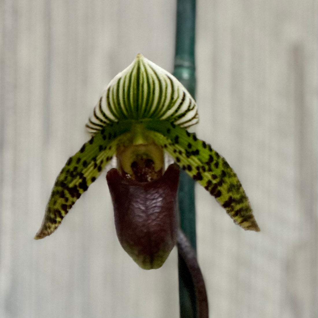 Paph. Chiara (sukhakulii x lawrenceanum)