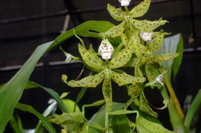 Cycnoches Jumbo Farnsworth