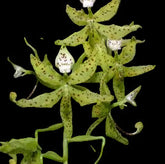 Cycnoches Jumbo Farnsworth orchid in bloom, sold by Lady Vanda Orchids