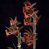 Mormodes Jumbo Lark orchid in bloom, sold by Lady Vanda Orchids