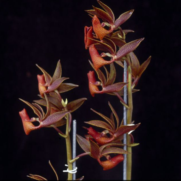 Mormodes Jumbo Lark orchid in bloom, sold by Lady Vanda Orchids