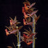 Mormodes Jumbo Lark orchid in bloom, sold by Lady Vanda Orchids