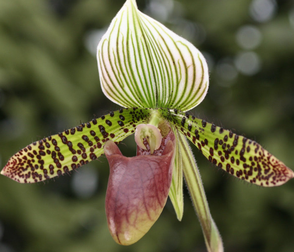 Paphiopedilum Oriental Spice (sukhakulii x curtisii)