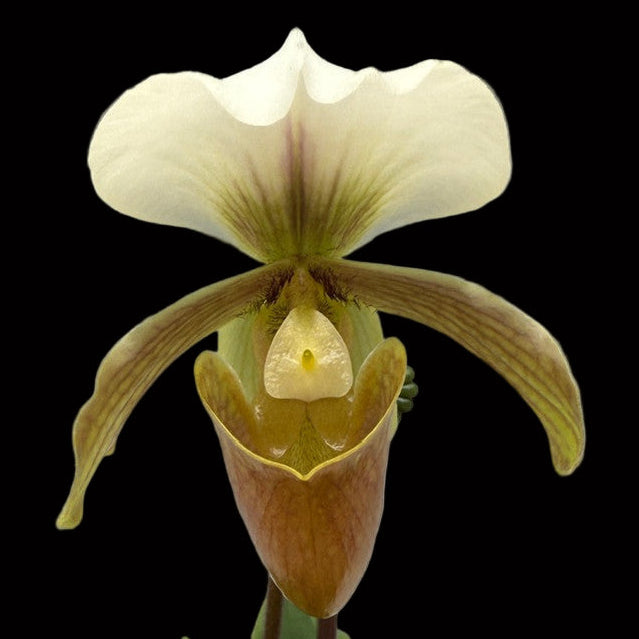 Paphiopedilum Little Trouble (barbigerum x charlesworthii alba)