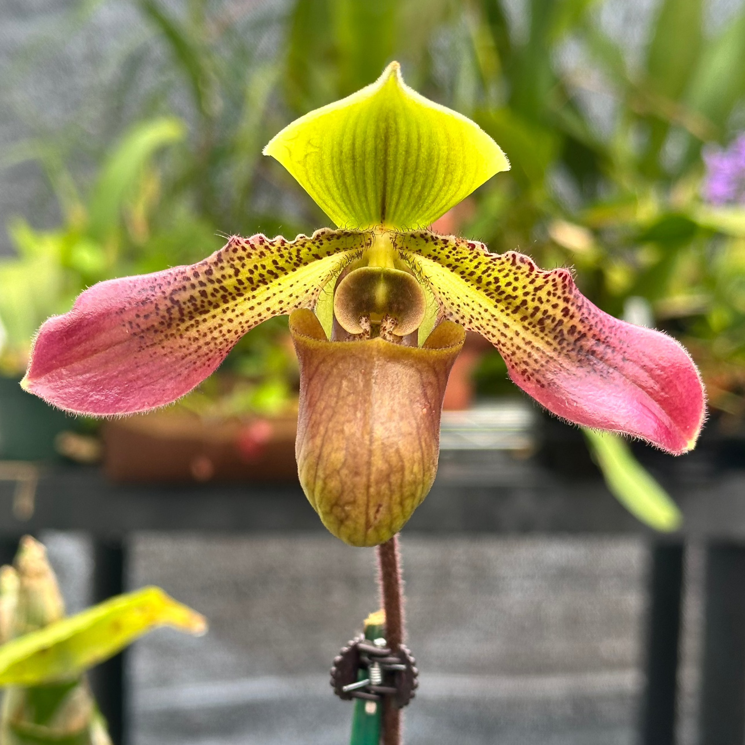 Paph. QF Xayden (zieckianum x hookerea v. volanteanum)