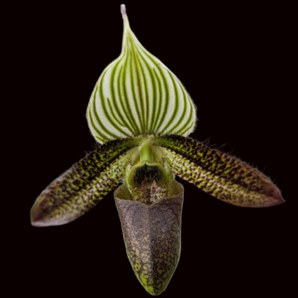 Paphiopedilum wardii 'Freckles' HCC/AOS x sib