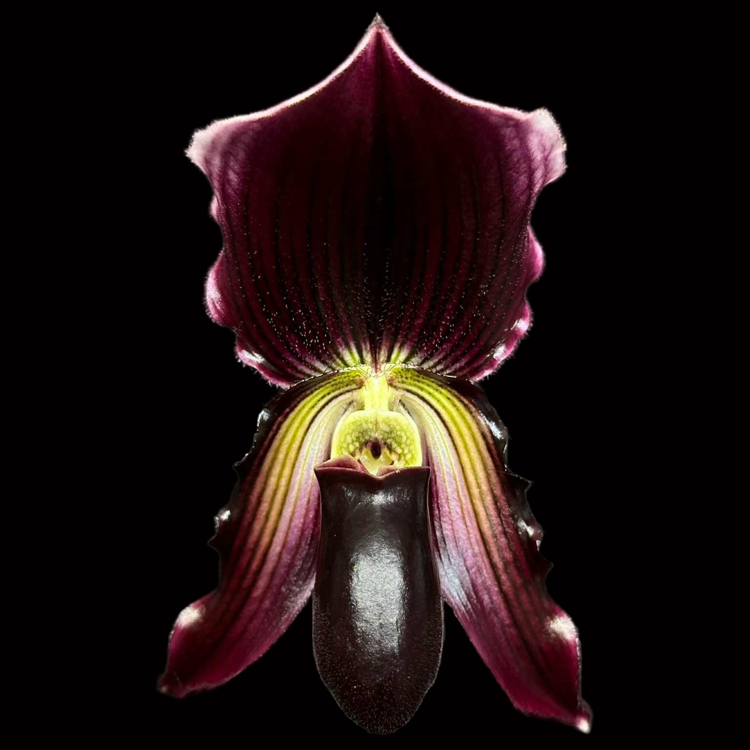 Paph. Lorrafaire (Lorraine's Pride x fairrieanum)- Some in bloom