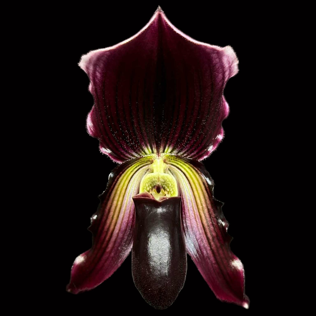 Paphiopedilum Lorrafaire