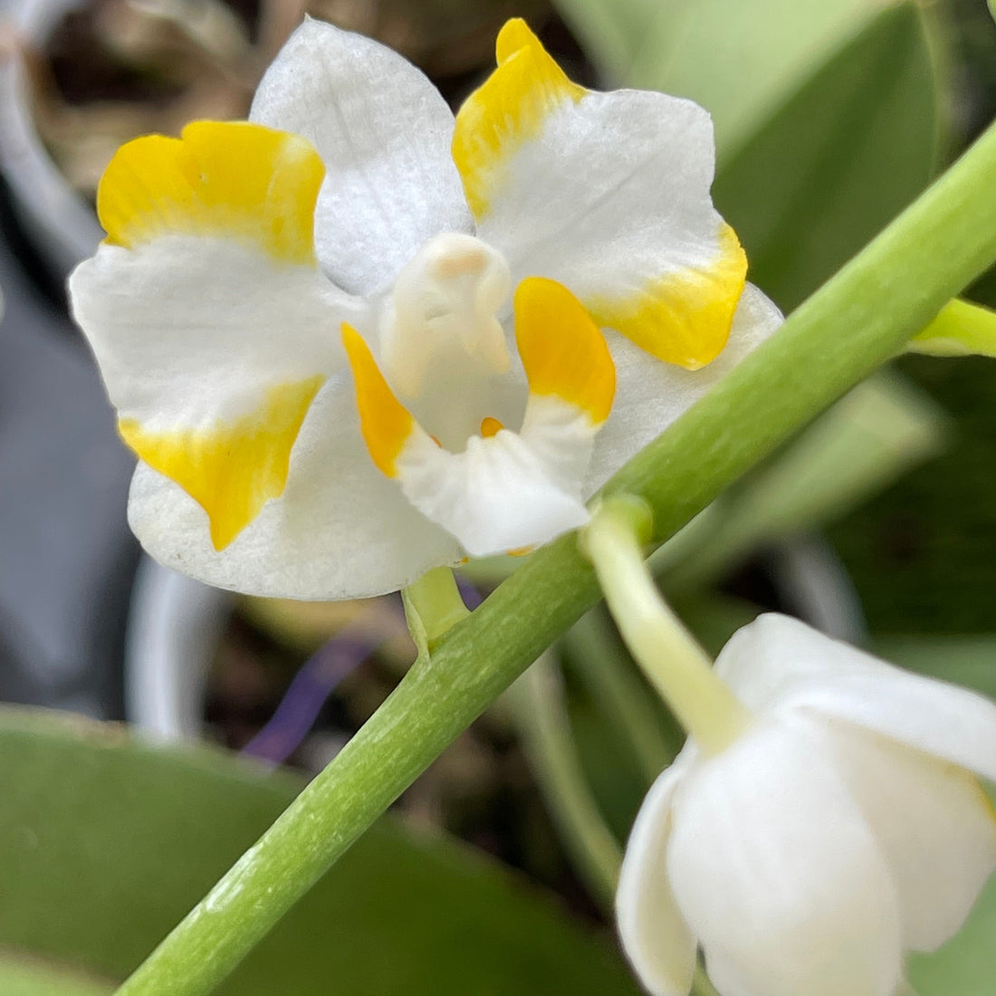 Phalaenopsis (Doritis) pulcherrima var. champorensis