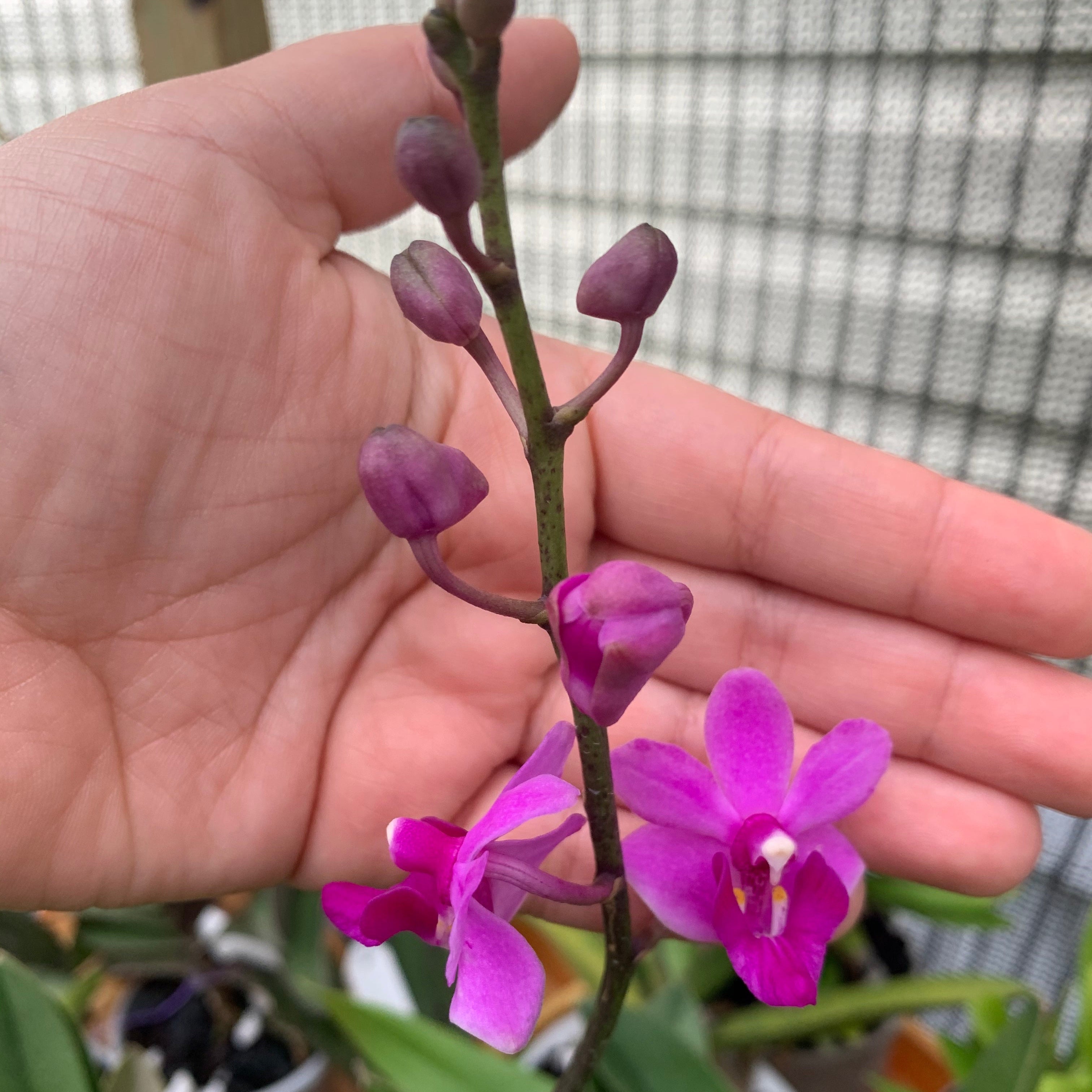 Phalaenopsis (Doritis) pulcherrima  'Red'