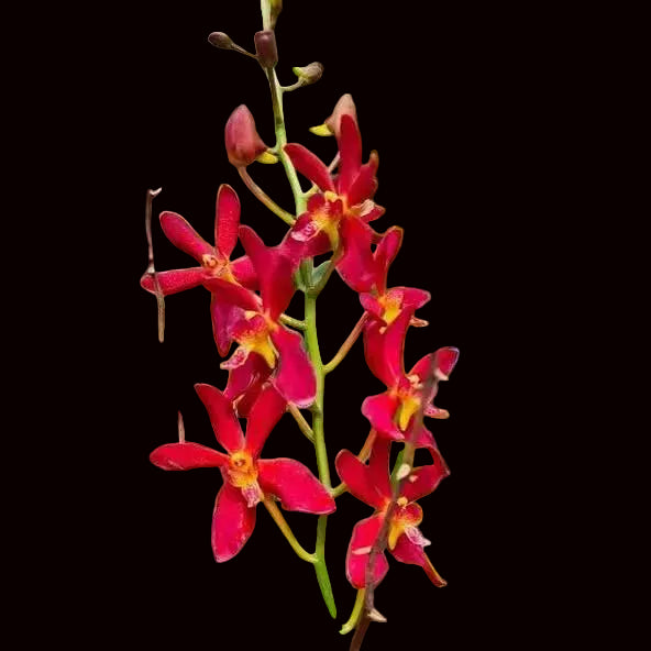 Renanthera philippinensis x Rhynchostylis coelestis