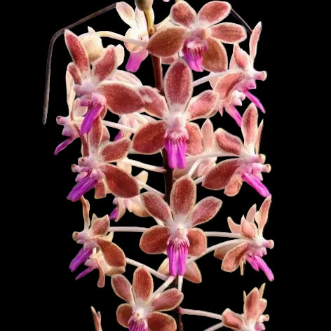 Seidenanda Teddy Bear (seidenfadenia mitrata x V. lamellata)