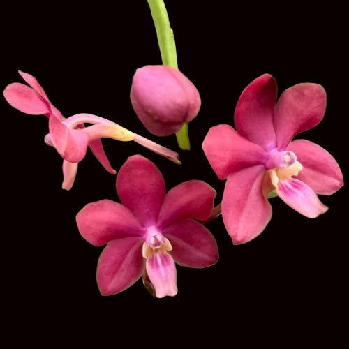 Vanda Johanna's Delight x Ascocentrum curvifolium