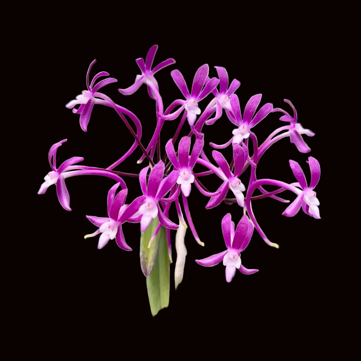 Vanda (Neofinetia) falcata (Koto)