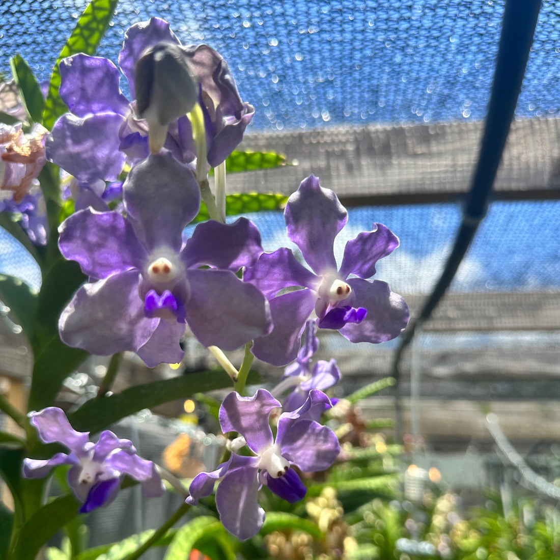 Vanda Violeta &