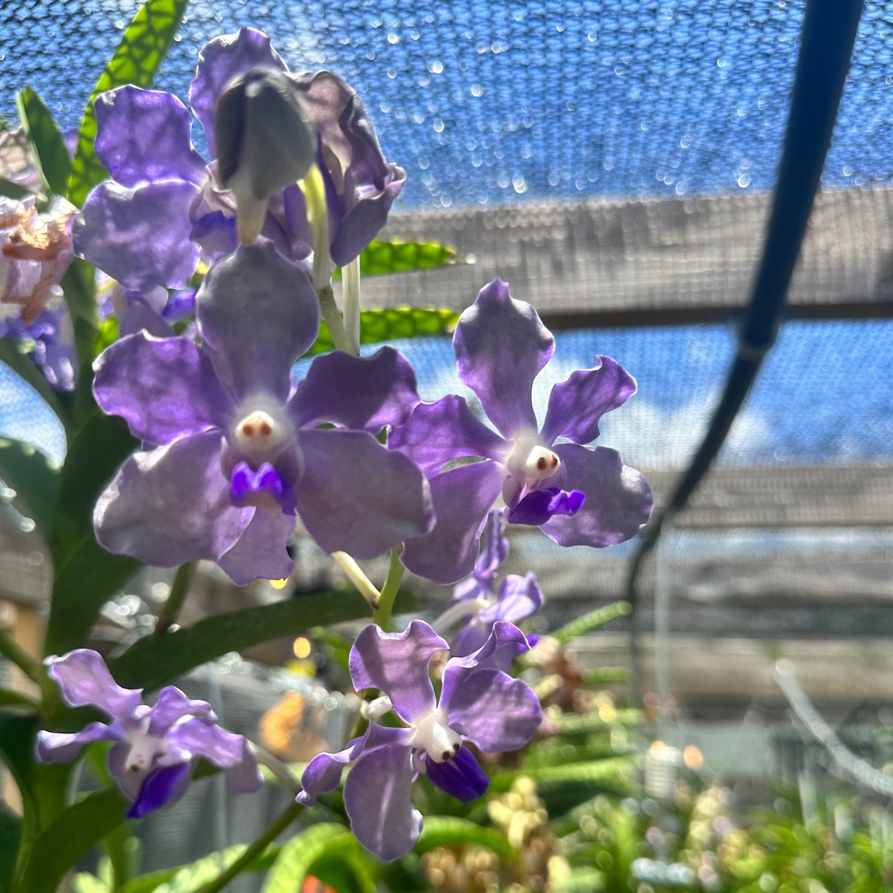 Vanda Violeta &