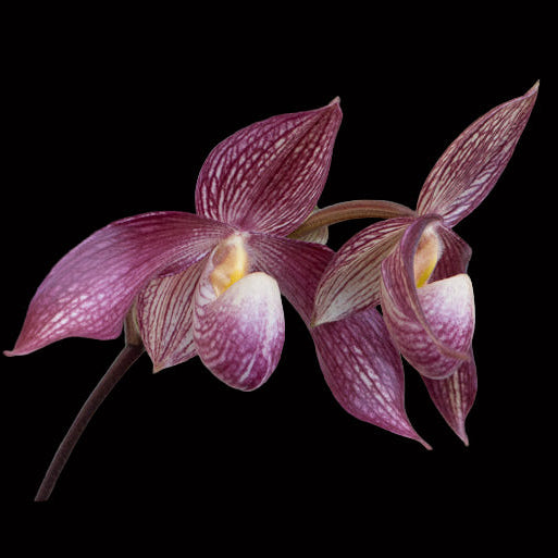 Paph. Wossner Vietnam Star (rothschildianum x vietnamense)