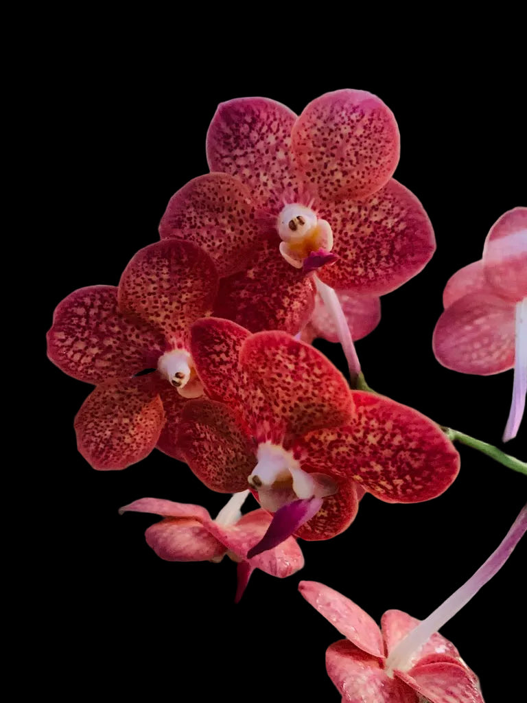 (Ascda. Lenachai x V. Wilas) x V. denisoniana