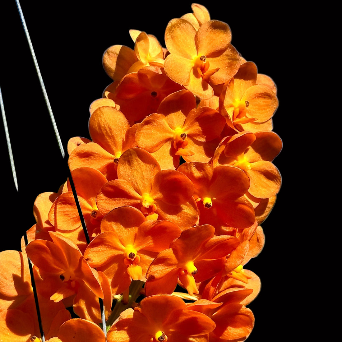 Vanda Suksamran Sunlight