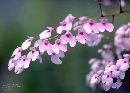 Ionopsis utricularioides