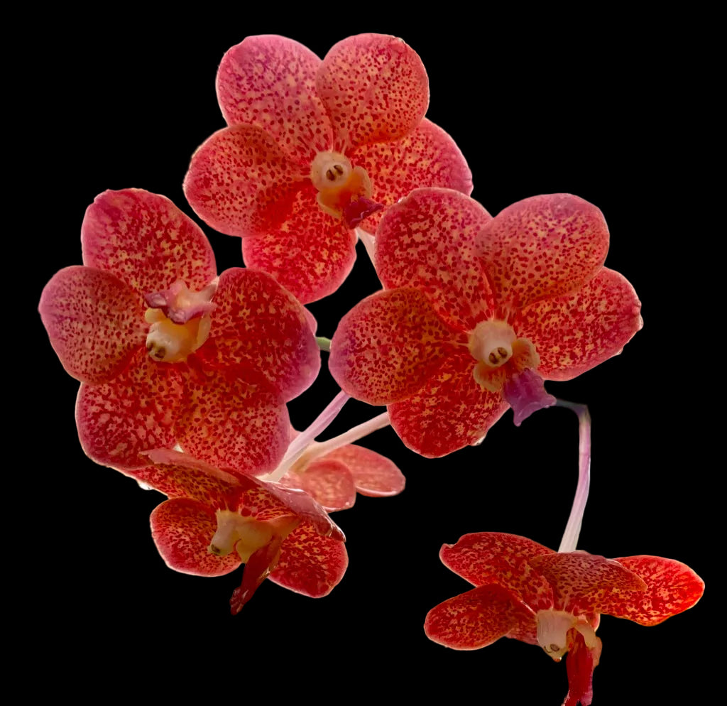 (Ascda. Lenachai x V. Wilas) x V. denisoniana