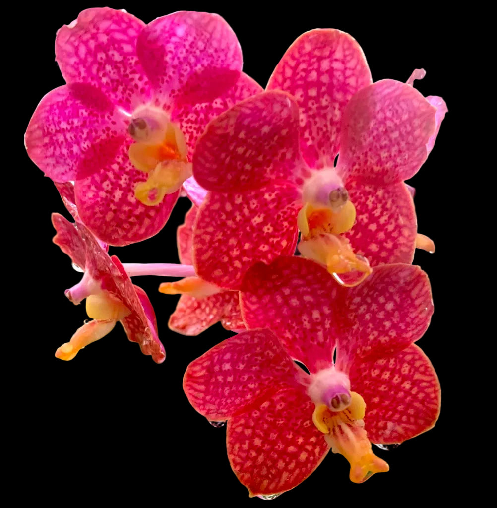 (Ascda. Lenachai x V. Wilas) x V. denisoniana