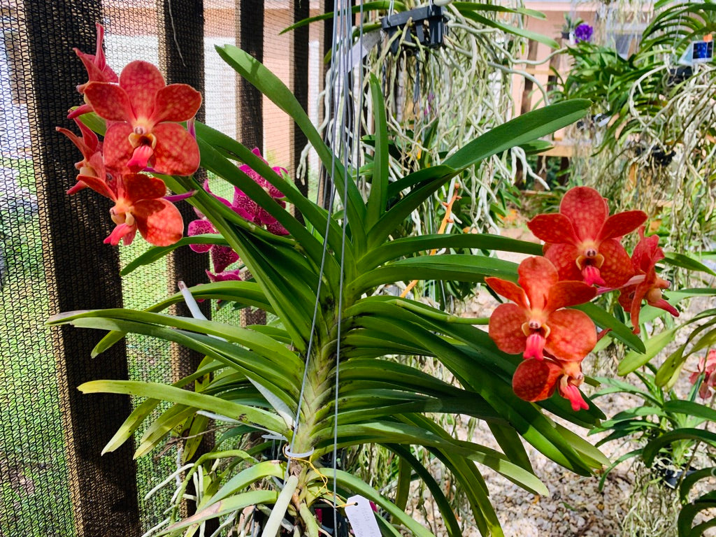 (Ascda. Lenachai x V. Wilas) x V. denisoniana