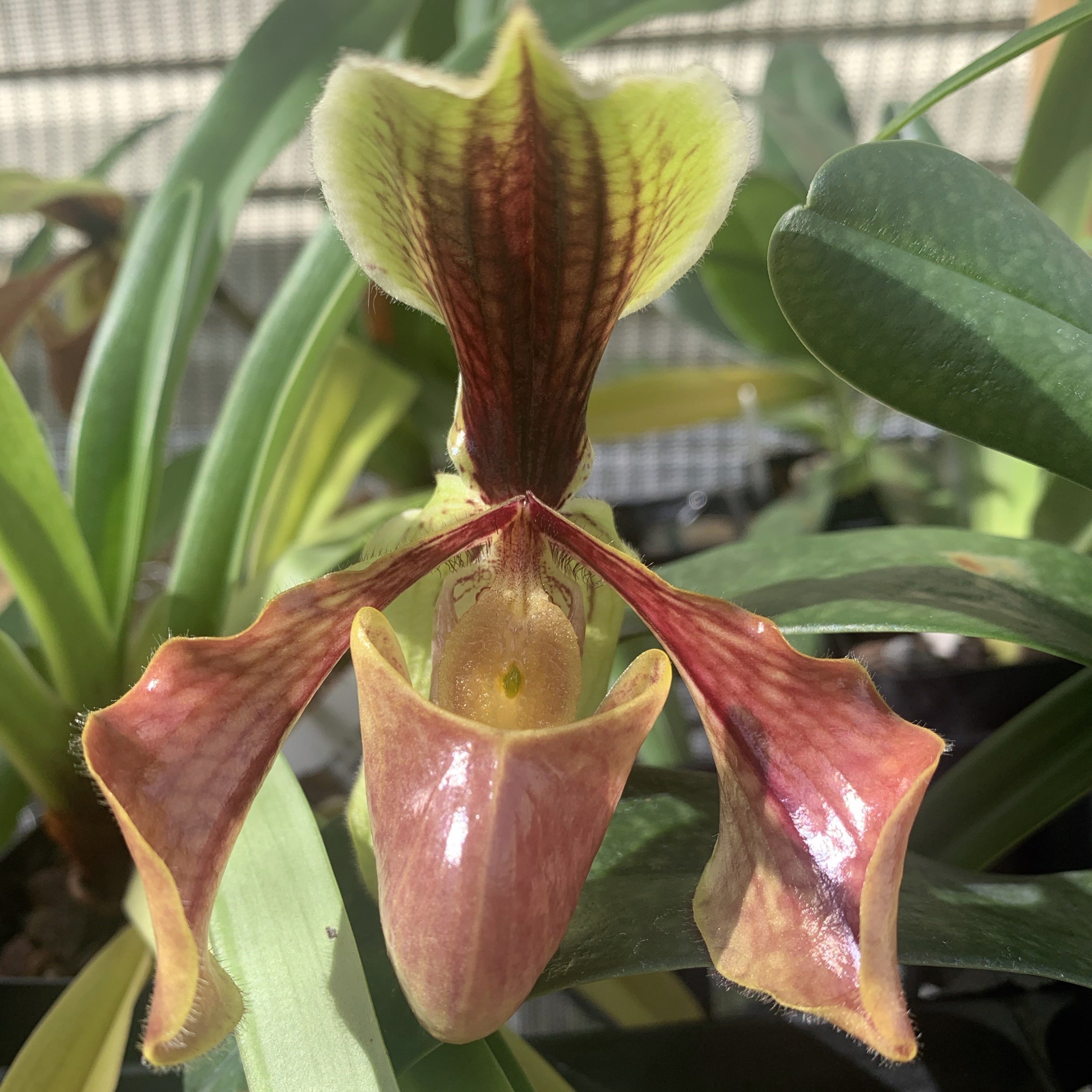 Paph. villosum 'Candor' AM/AOS x 'Marriott'