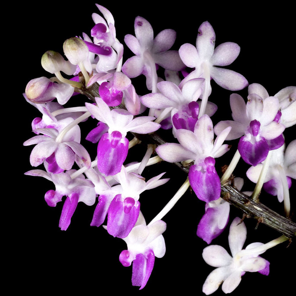 Seidenfadenia mitrata (Fragrant)