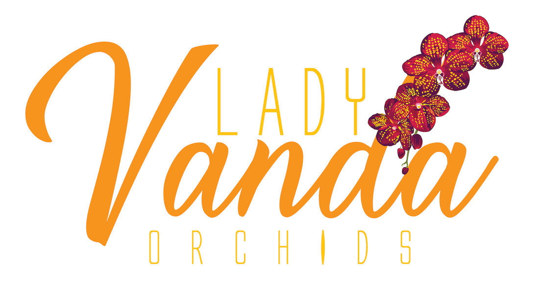 Give the Gift of Beautiful Orchids