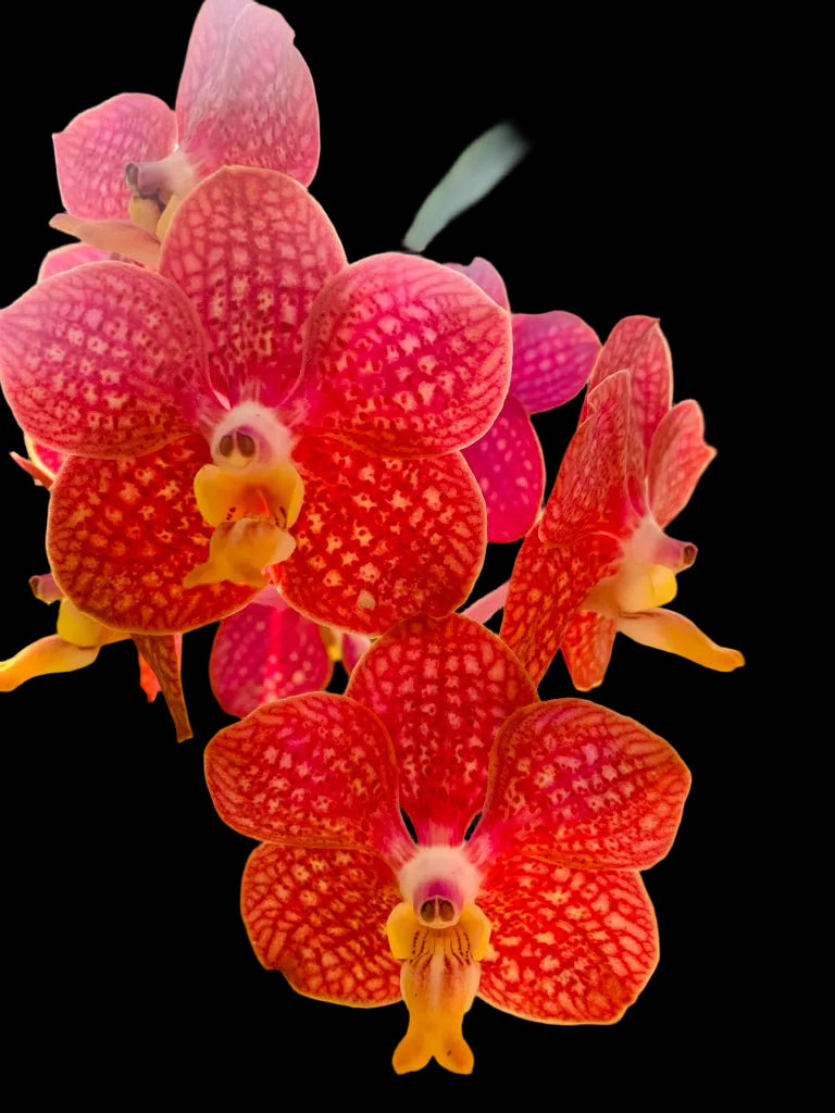 (Ascda. Lenachai x V. Wilas) x V. denisoniana