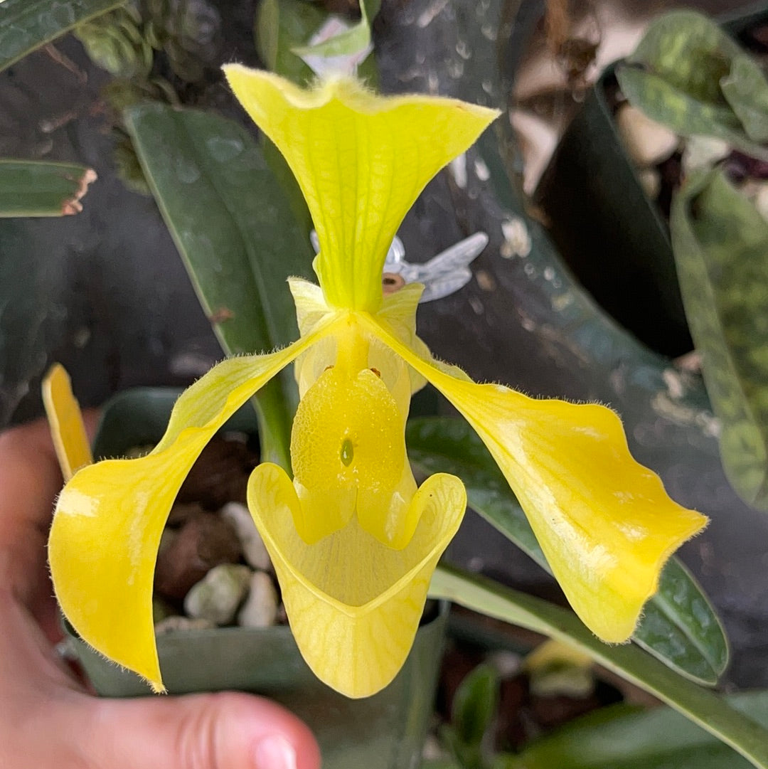 Paph. villosum var alba