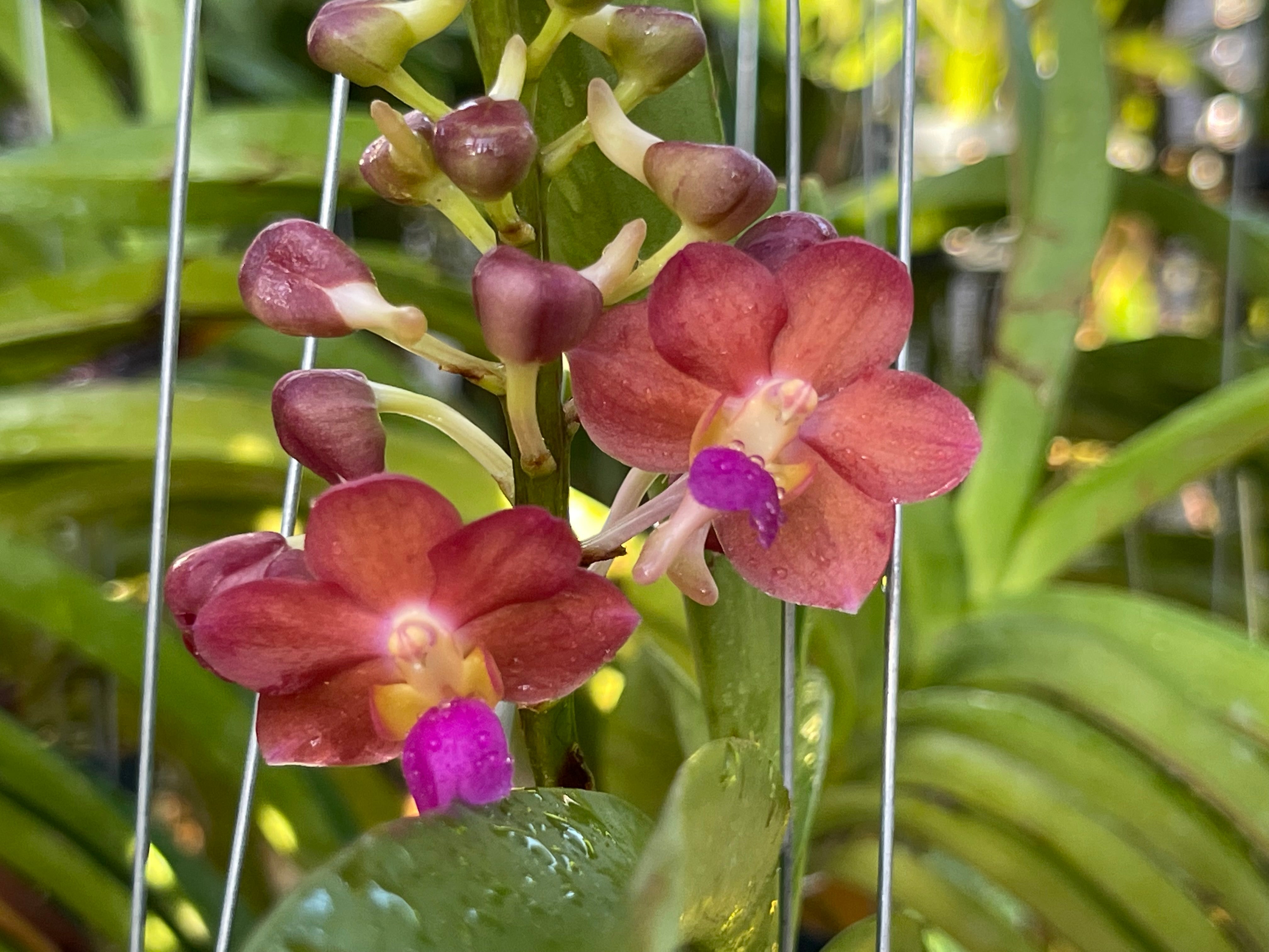 Prra. Tony Tan Keng Yam 'Pink'