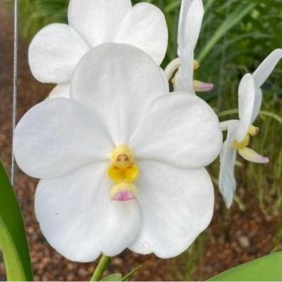 Vanda. Nopporn White Diamond