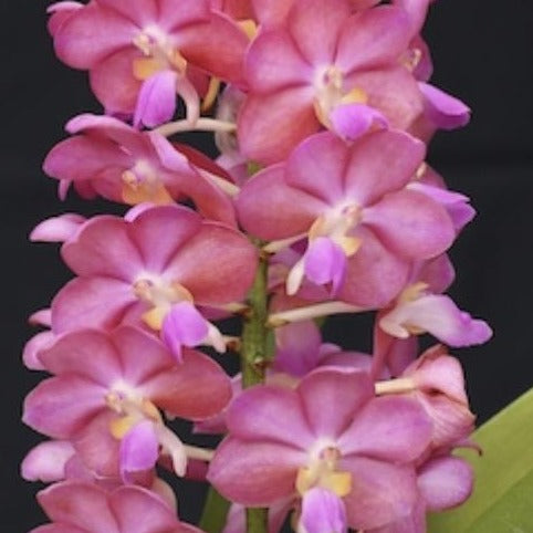 Prra. Tony Tan Keng Yam 'Pink'