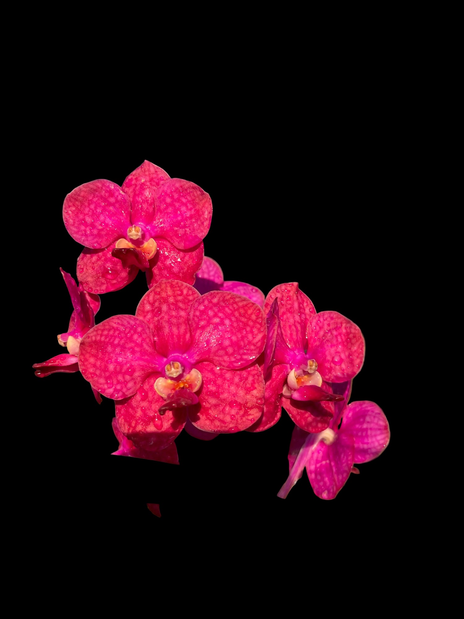 (Ascda. Lenachai x V. Wilas) x V. denisoniana