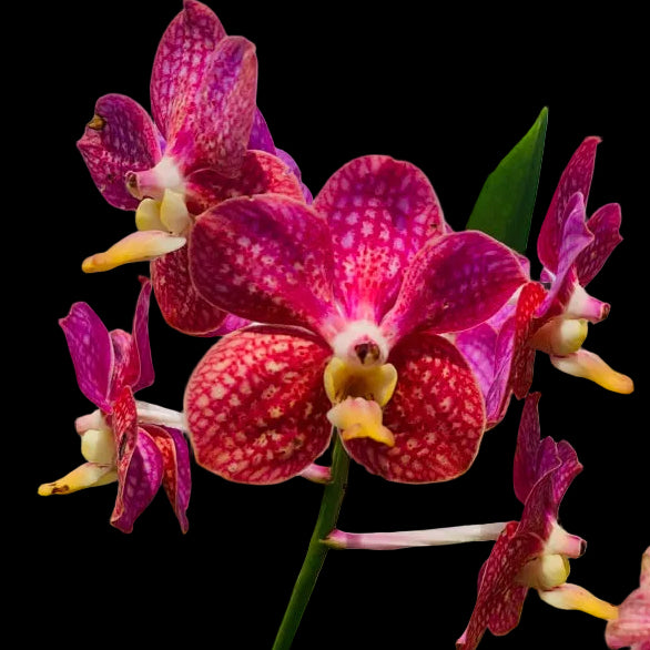(Ascda. Lenachai x V. Wilas) x V. denisoniana