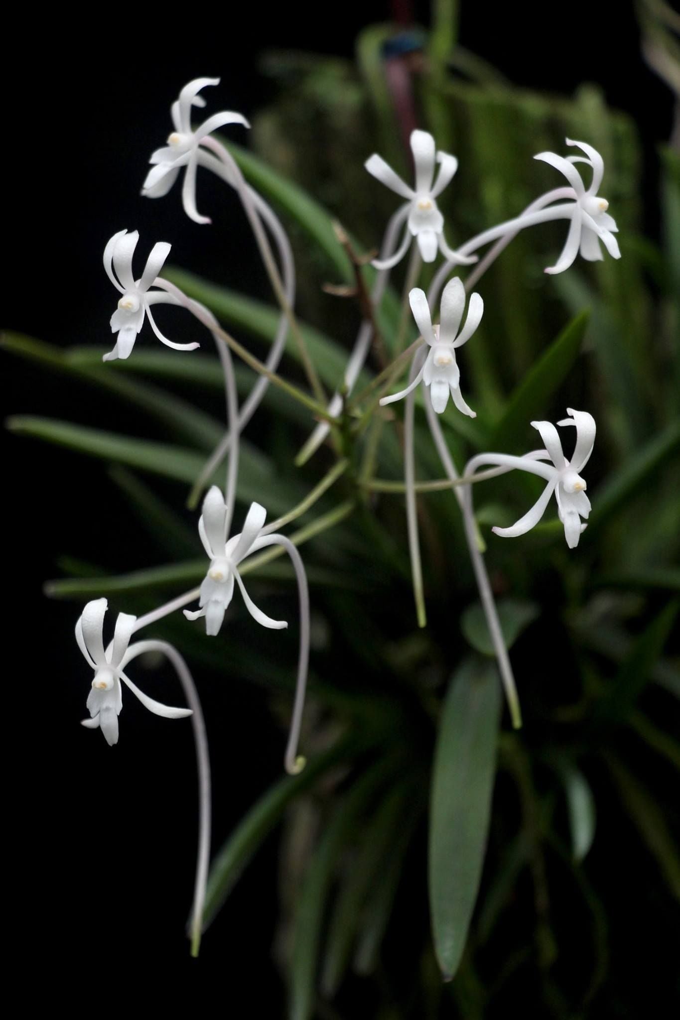 Miniature Orchids