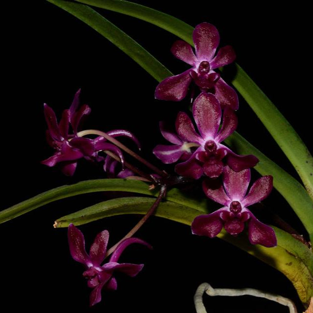 Vandachostylis Pinky